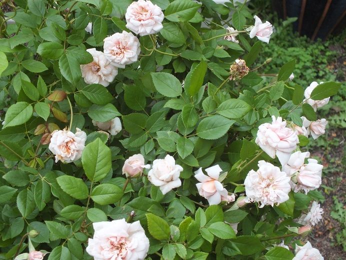  photo perledor_zps174da5f6.jpg